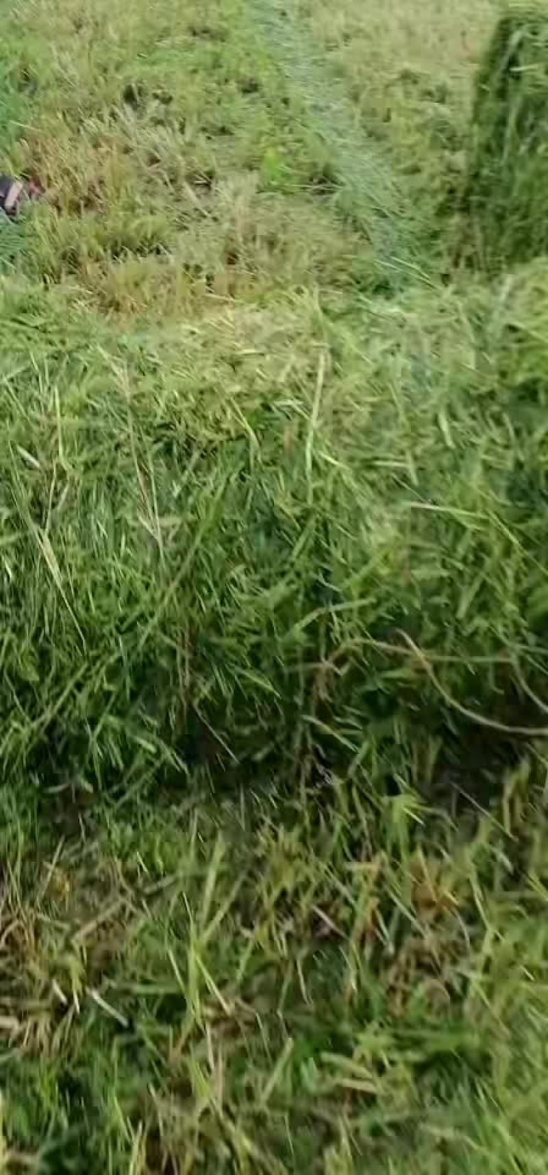 捡拾粉碎打捆机