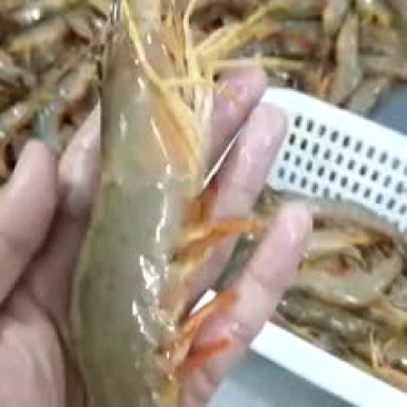 大明虾