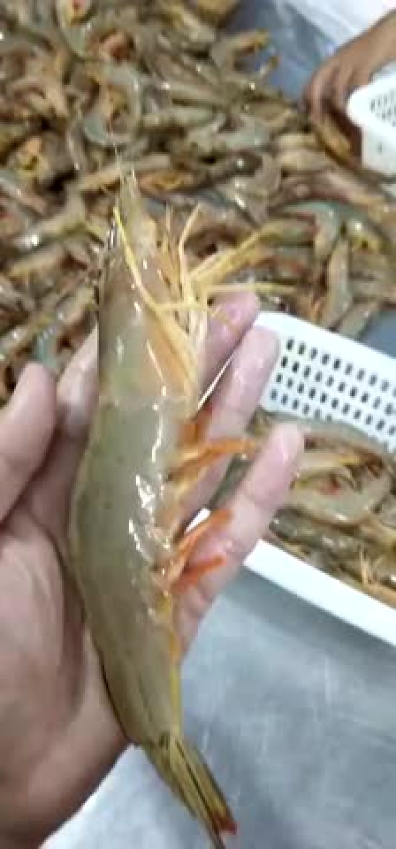 大明虾