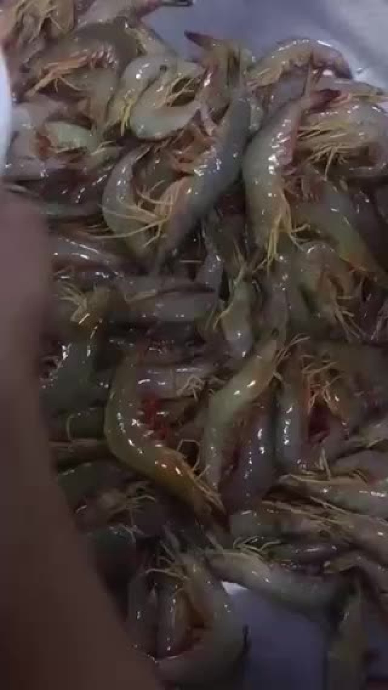 大明虾