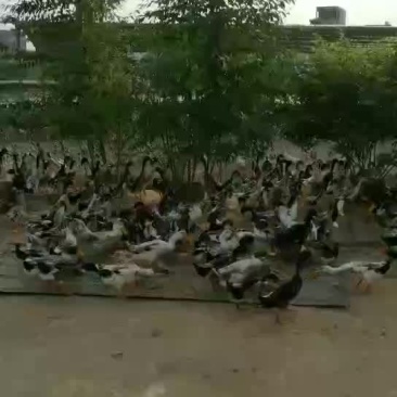蛋鸭公散养