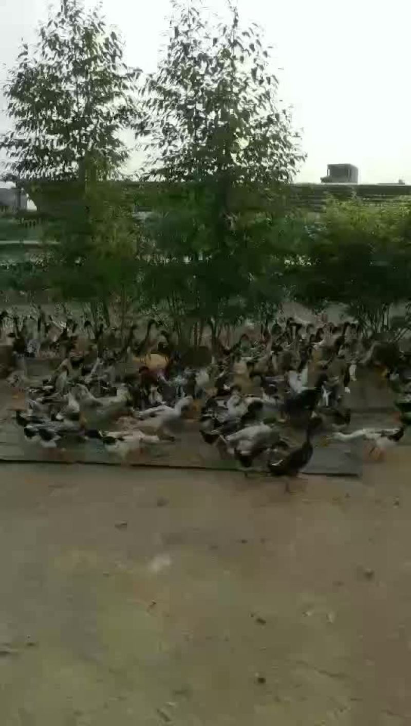 蛋鸭公散养