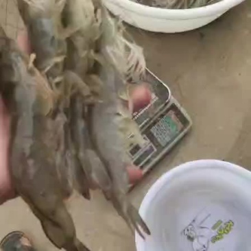 南美白对虾