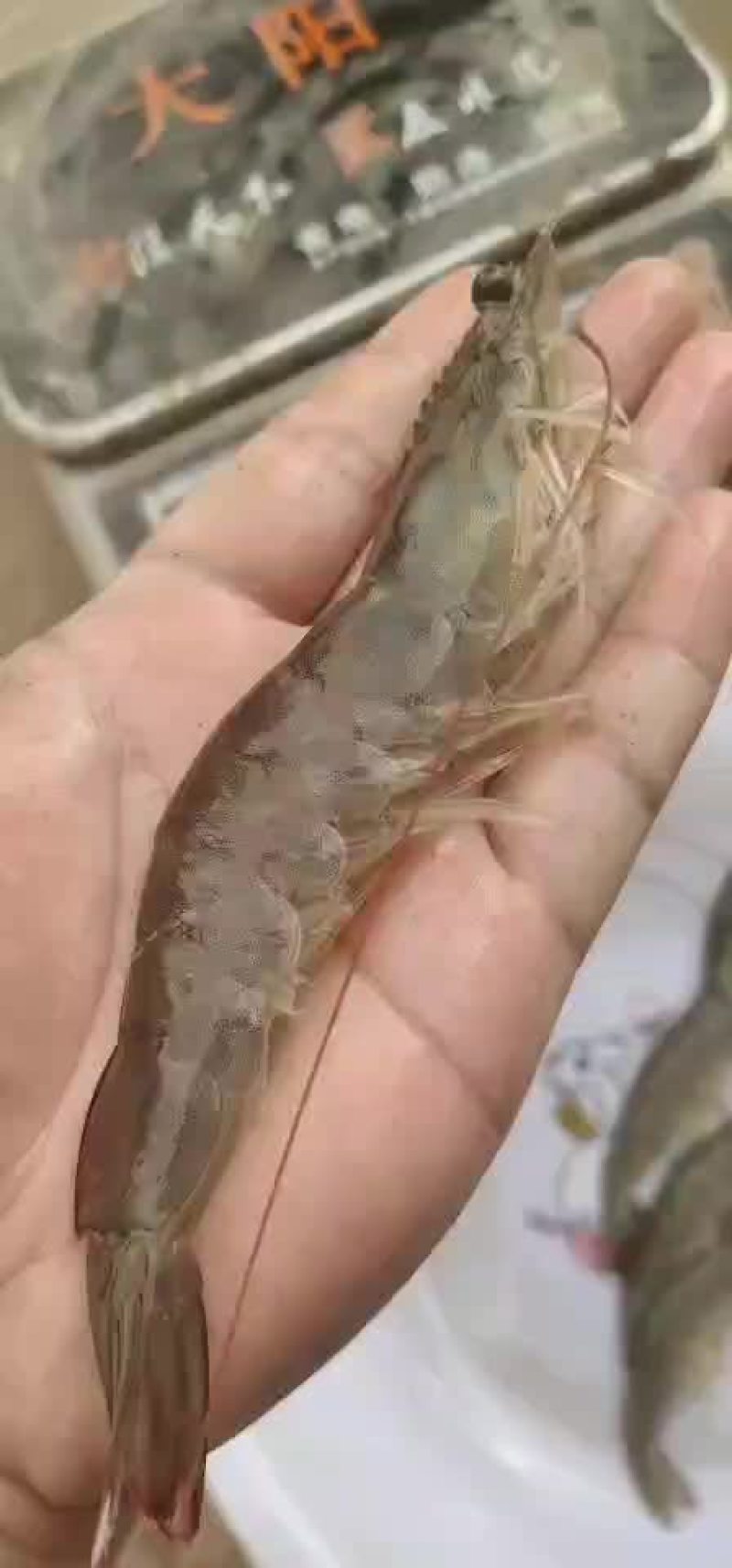 南美白对虾