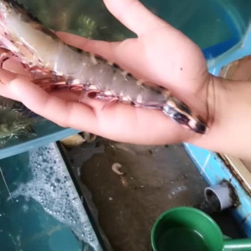 老虎虾