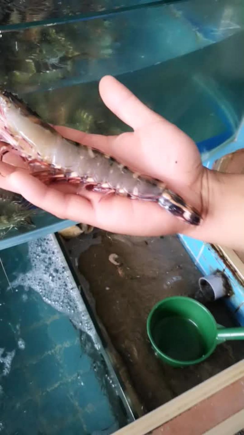 老虎虾