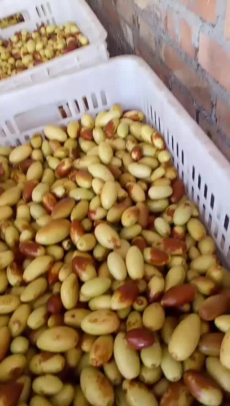 马牙枣