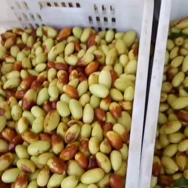 马牙枣