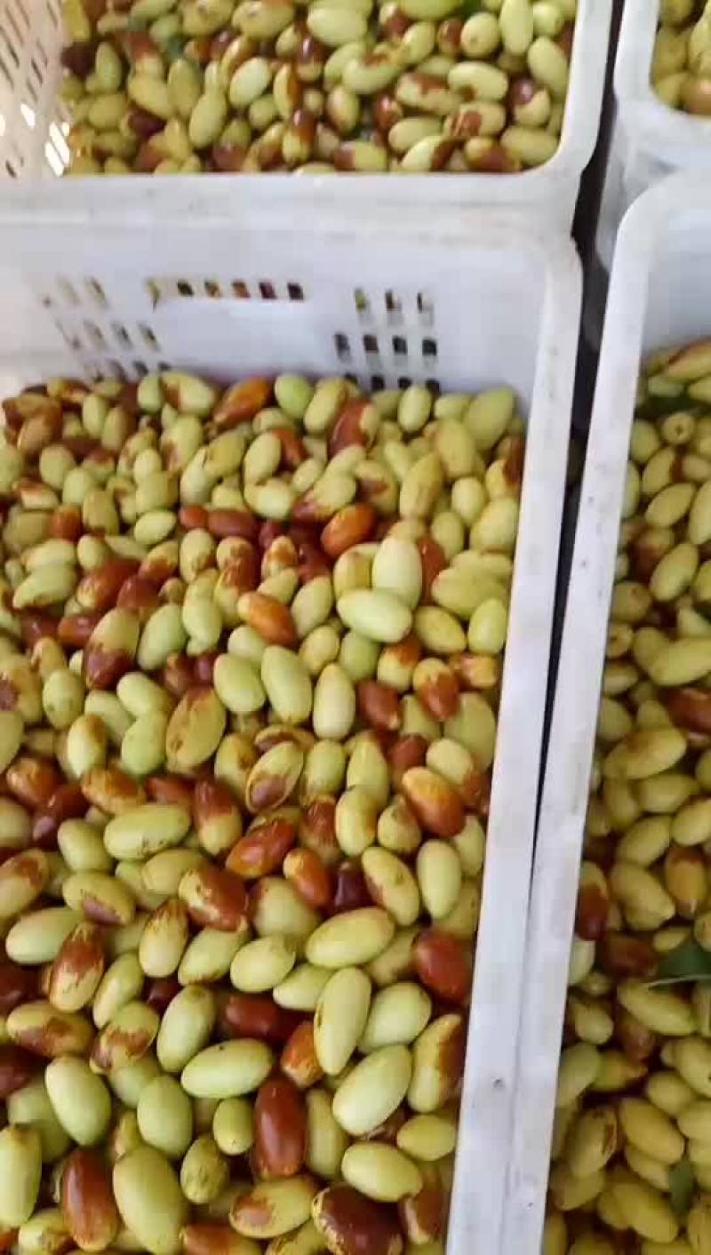 马牙枣