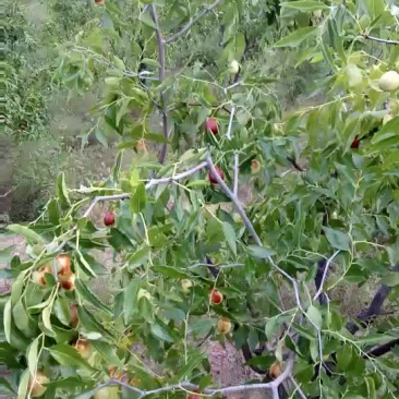 金丝蜜枣王
