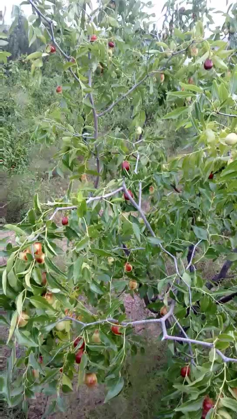 金丝蜜枣王