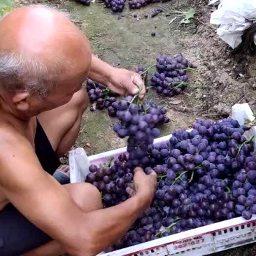 巨峰葡萄大量现货