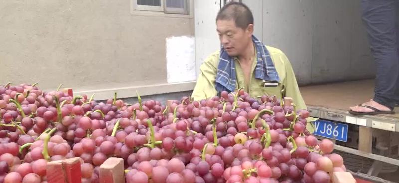巨峰葡萄大量现货