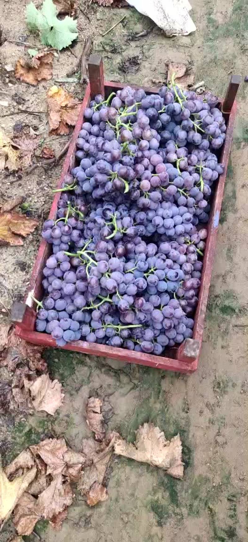 巨峰葡萄大量现货