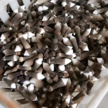 黑皮鸡枞