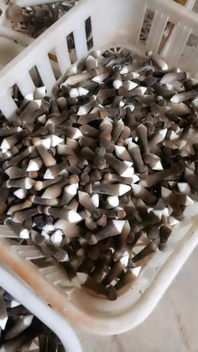 黑皮鸡枞