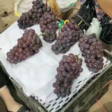 巨峰户太