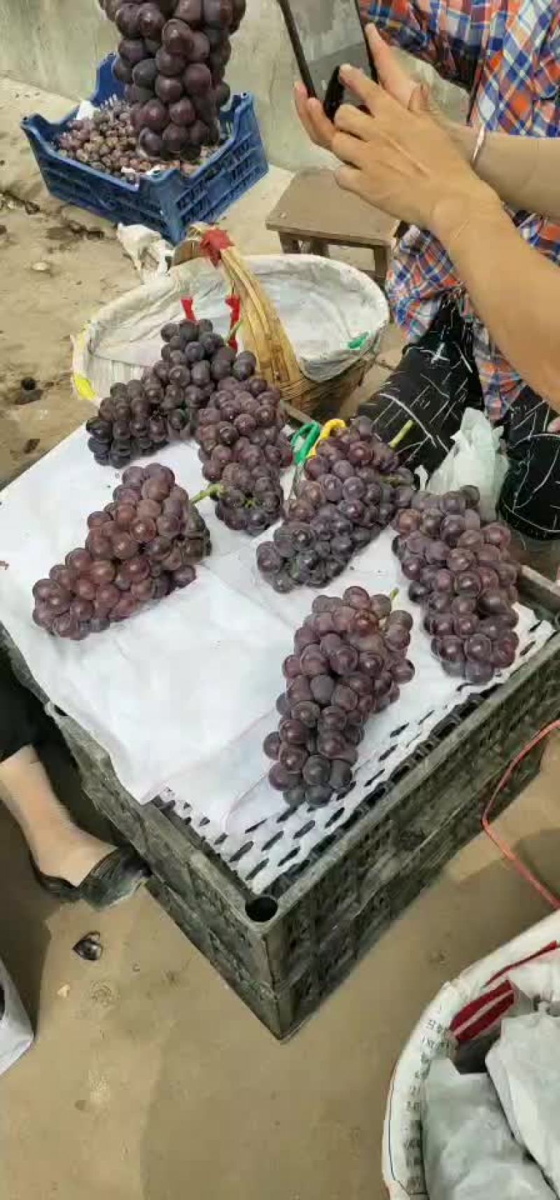 巨峰户太