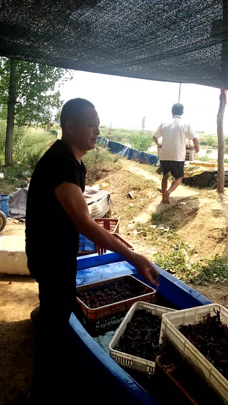 小龙虾苗