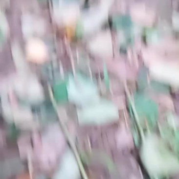 徐香猕猴桃