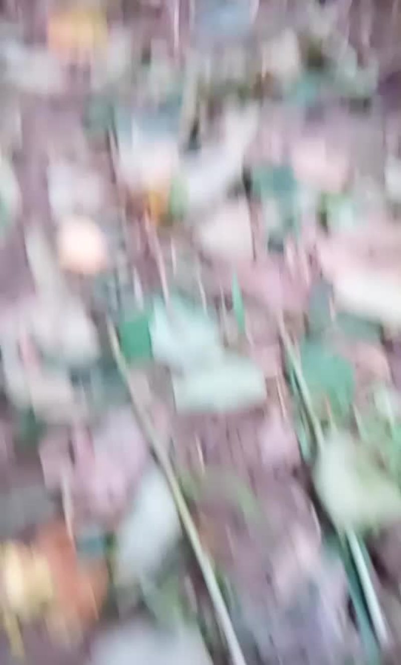 徐香猕猴桃