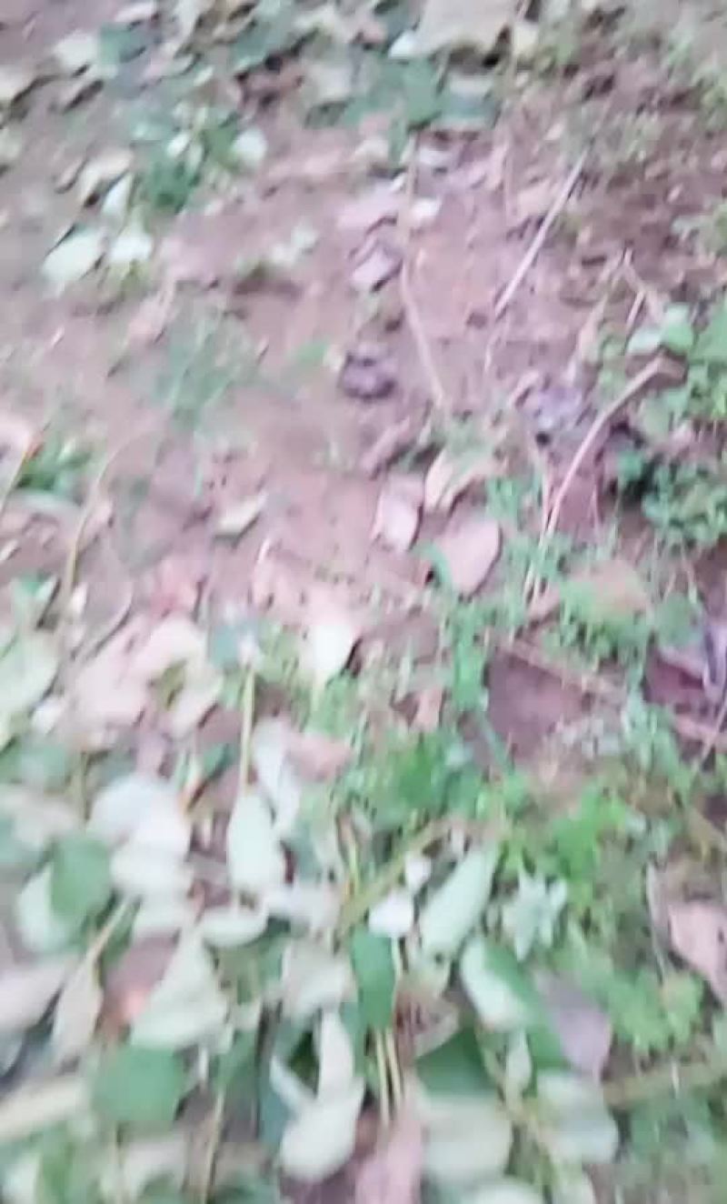 徐香猕猴桃