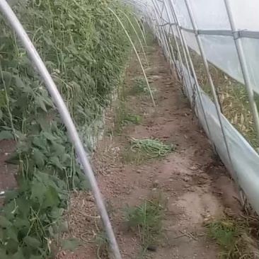 长豆角
