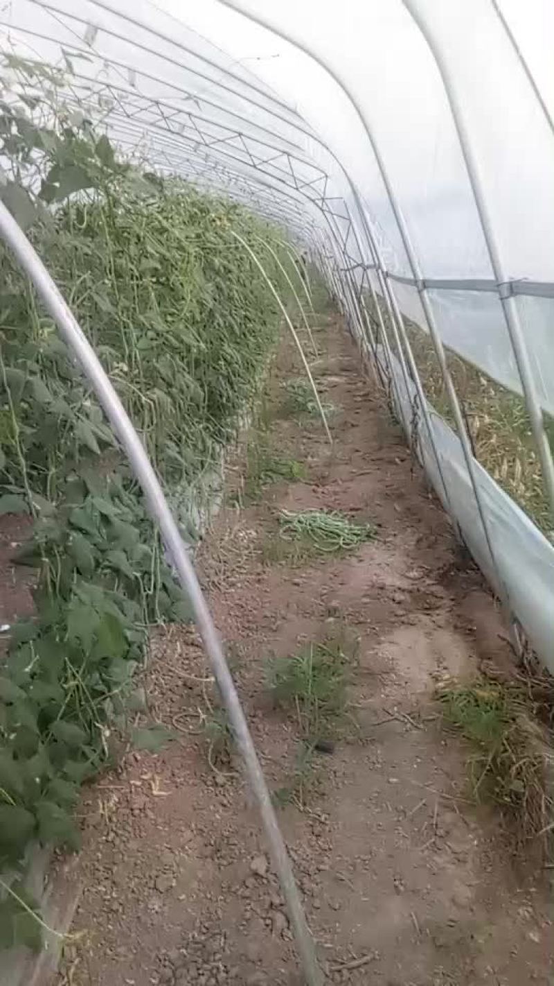 长豆角