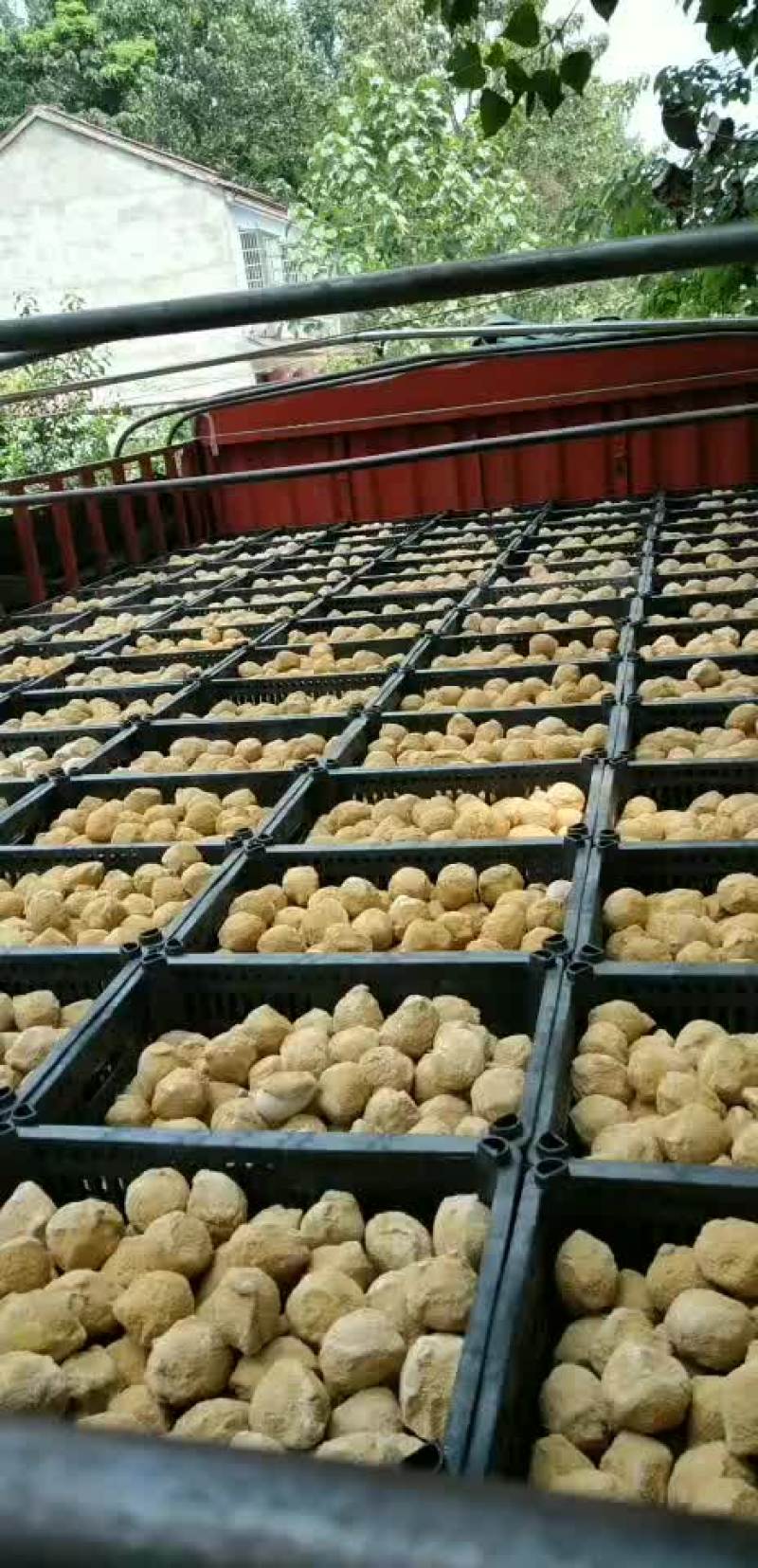 河南，变蛋，鸡皮蛋，五香变蛋，常年大量供应！