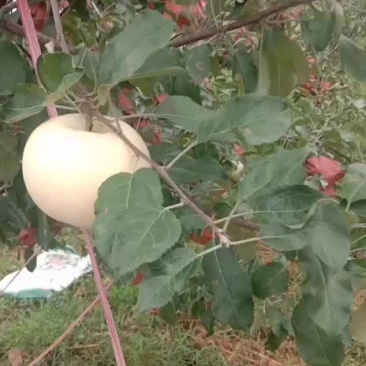 早熟苹果，