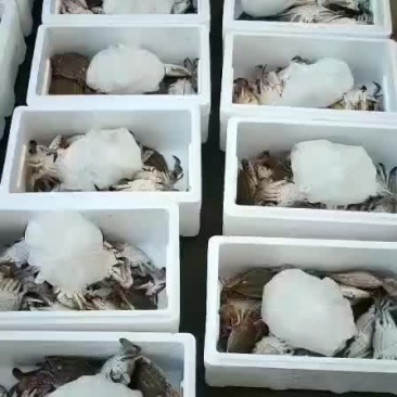 飞蟹