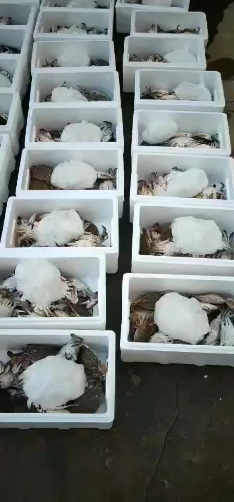 飞蟹