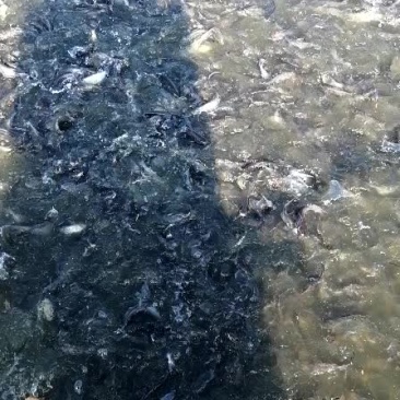 黑叉尾苗