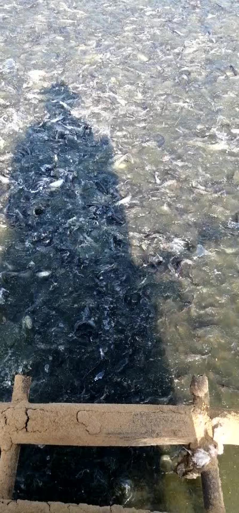 黑叉尾苗