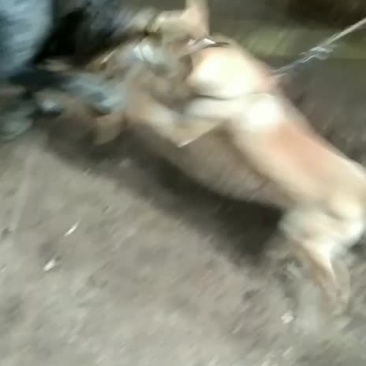 猎犬