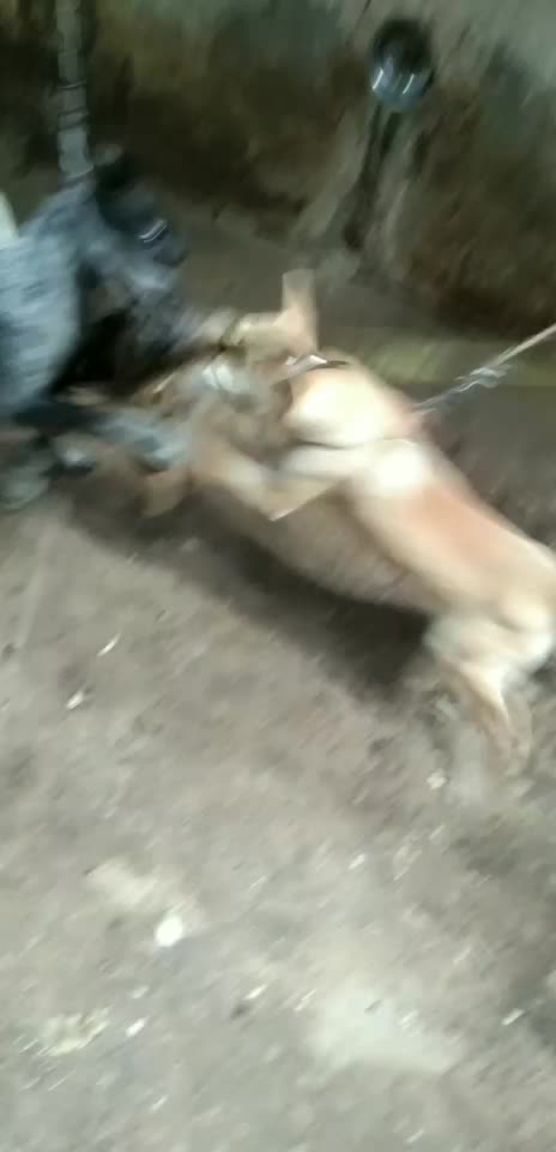 猎犬