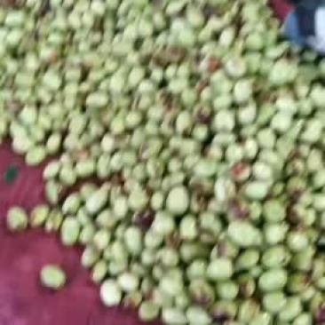 鲜枣