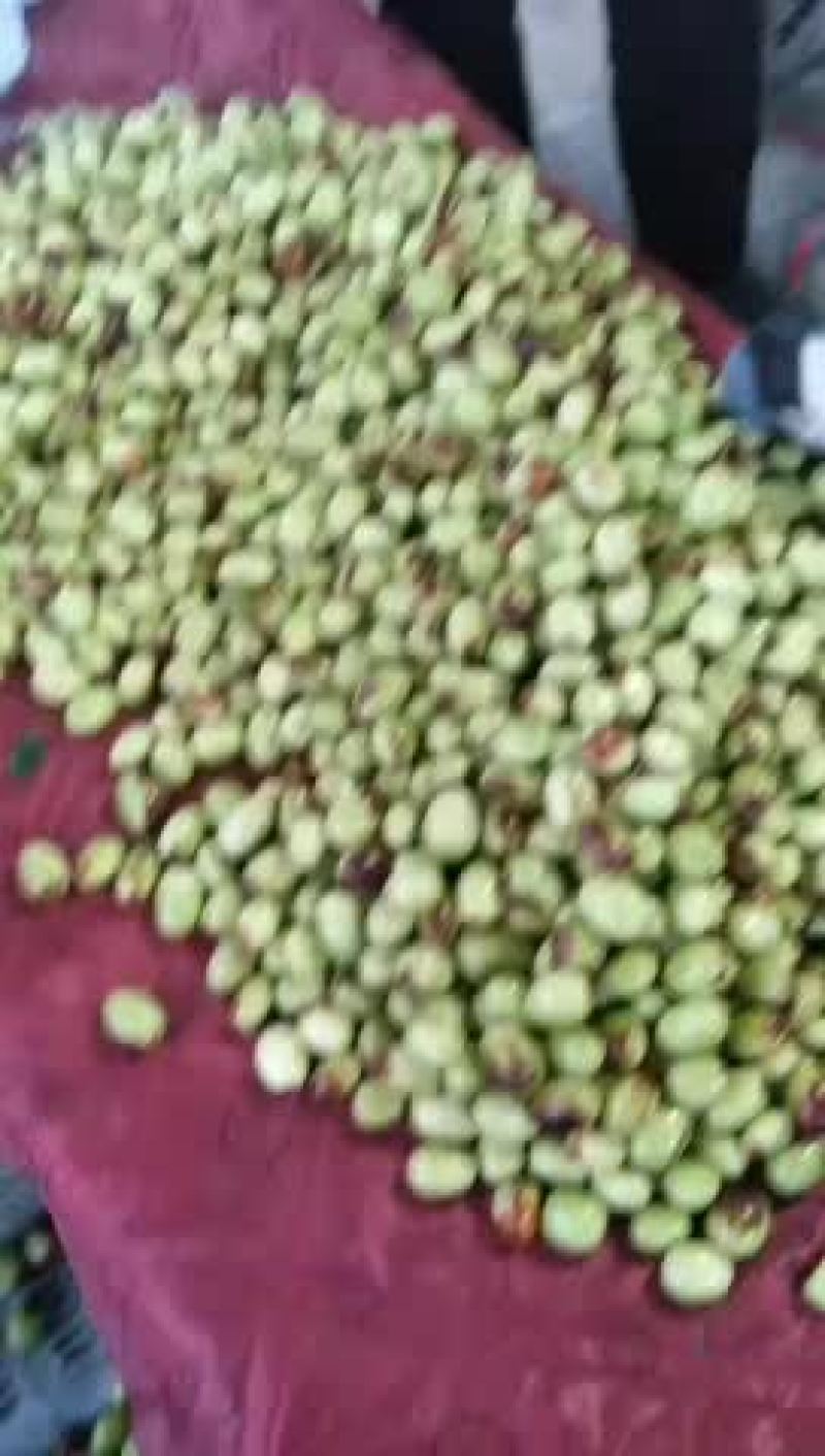 鲜枣