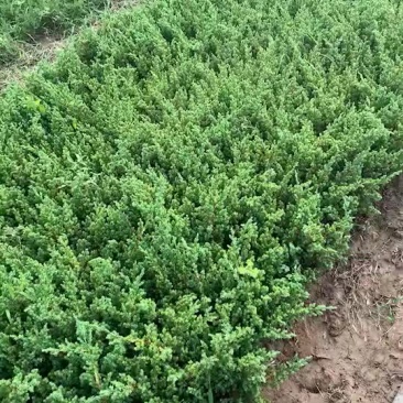 铺地柏地柏小苗绿化小苗