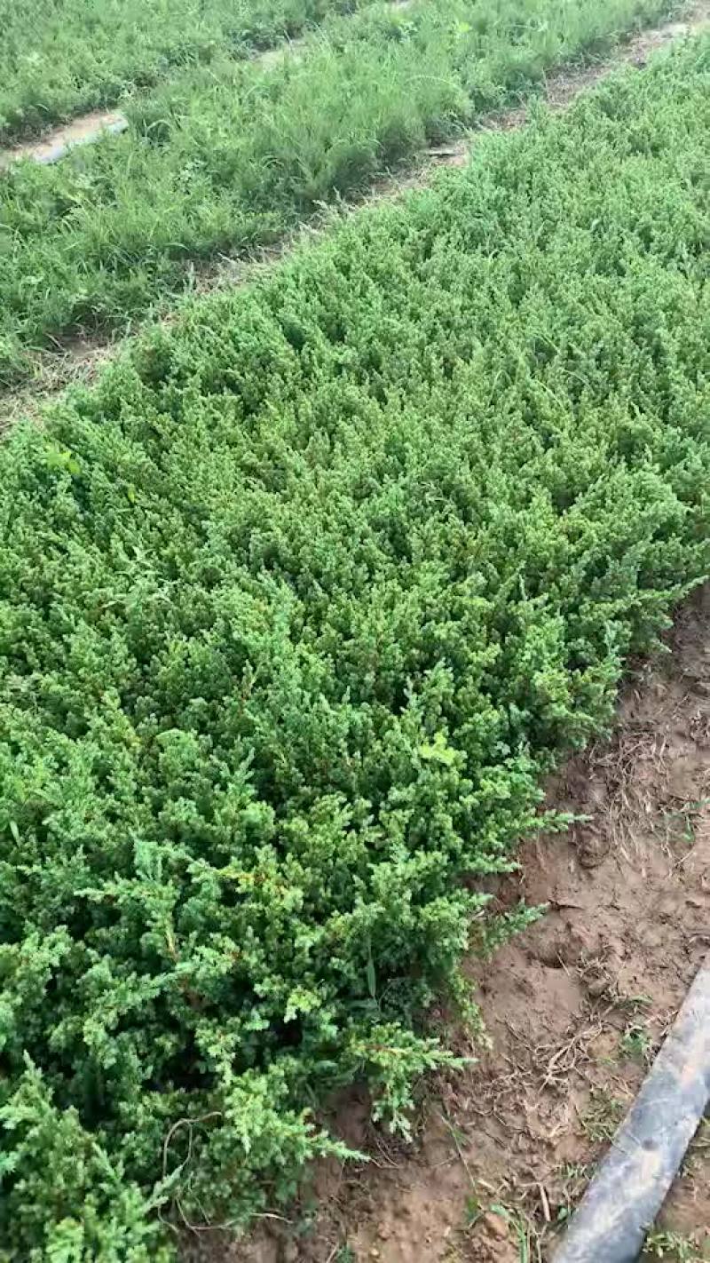 铺地柏地柏小苗绿化小苗