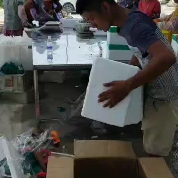 生蚝