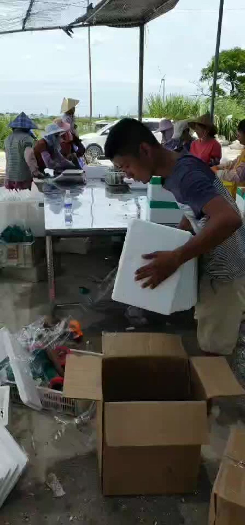 生蚝