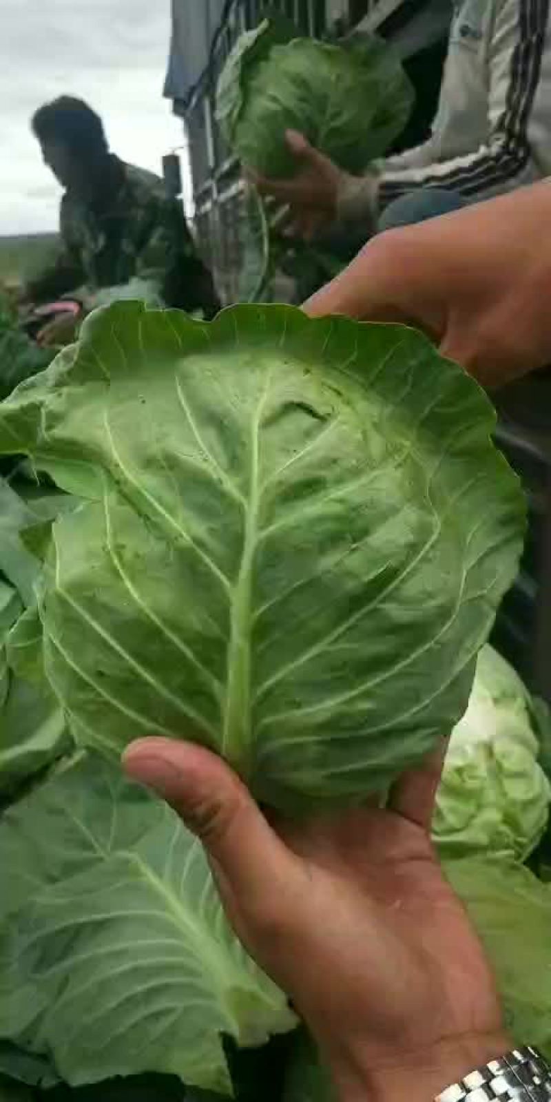 甘兰