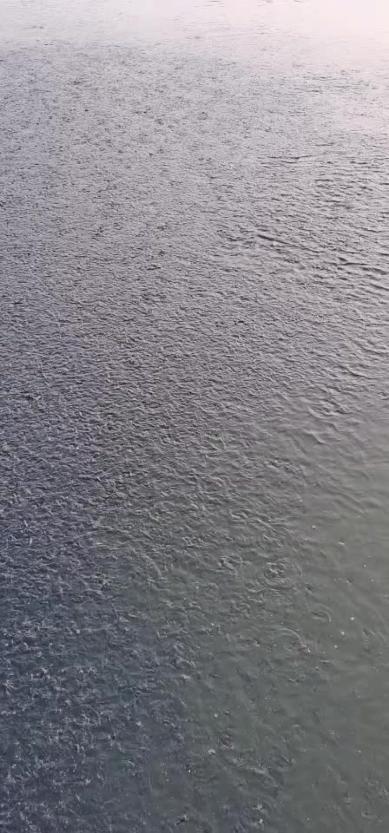 斑点叉尾鮰鱼