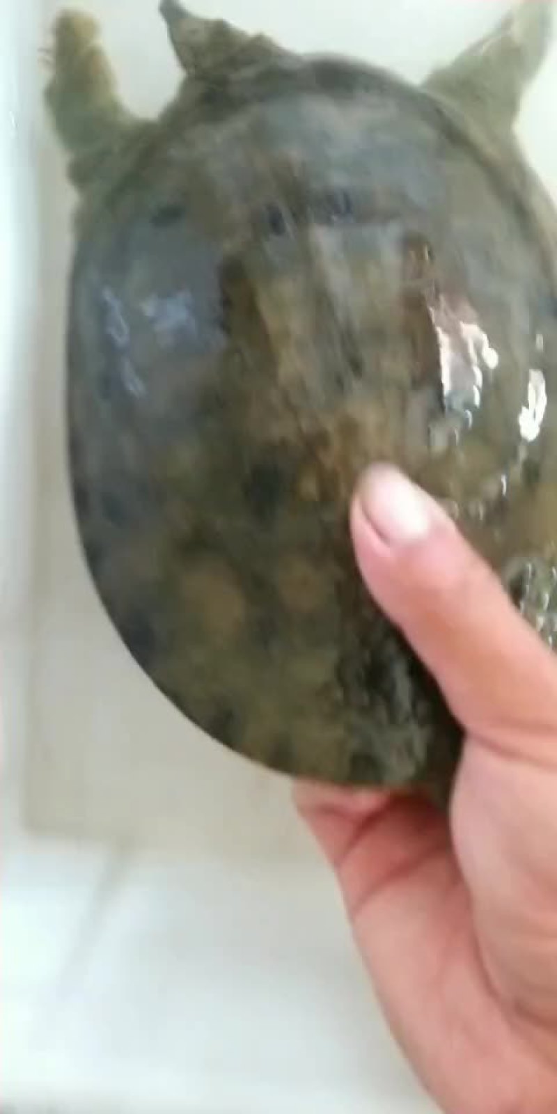 纯甲鱼来来来来来来来来来