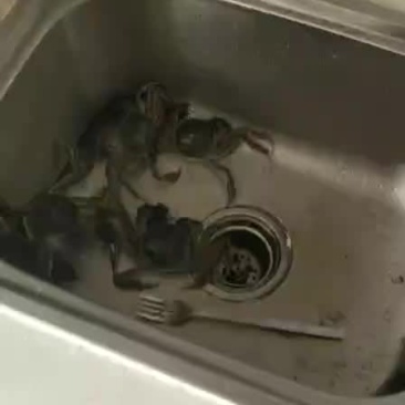 河蟹6666
