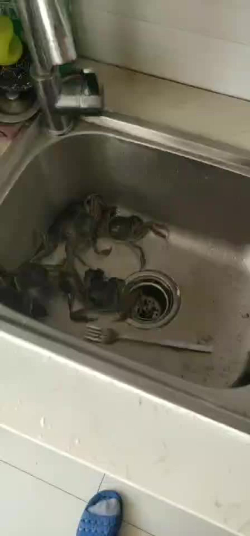 河蟹6666