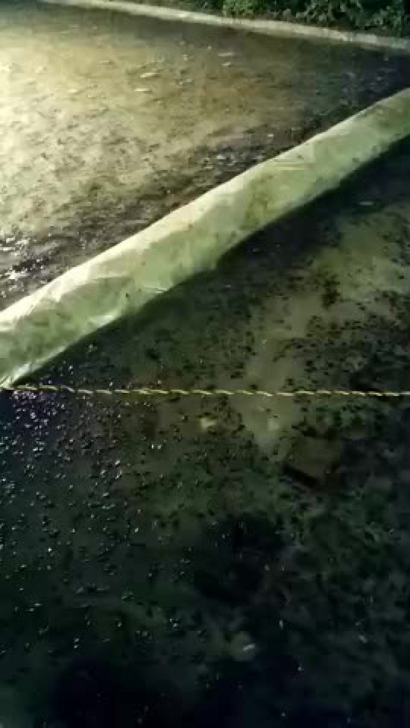 大量出售蛐蛐