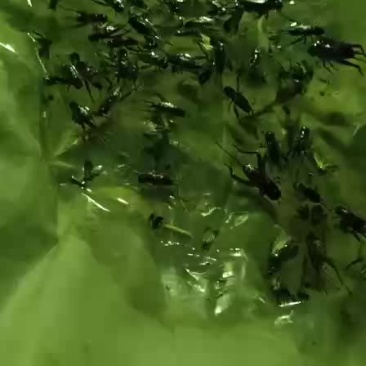 大量出售蛐蛐
