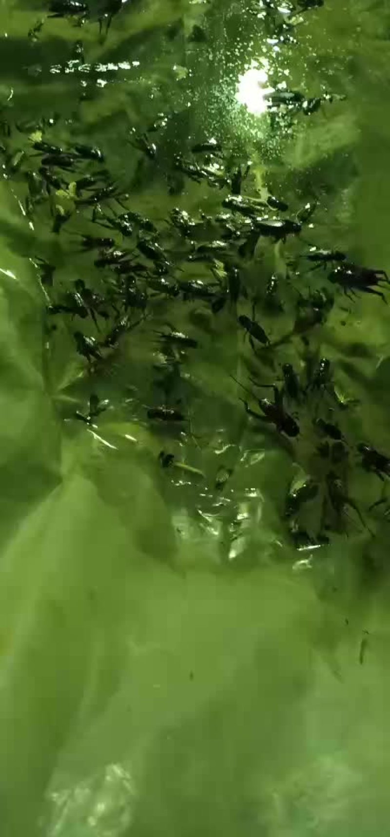 大量出售蛐蛐